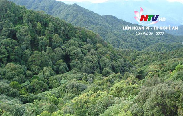 Già làng của đại ngàn