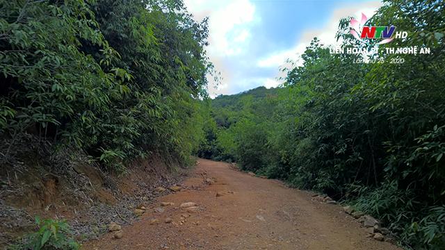 Bỏ phố lên rừng