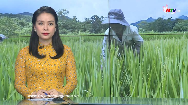 Thời sự Truyền hình - 12/11/2020