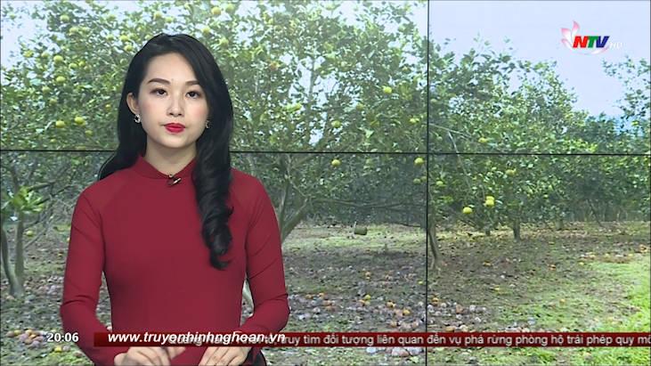 Thời sự Truyền hình - 14/11/2020