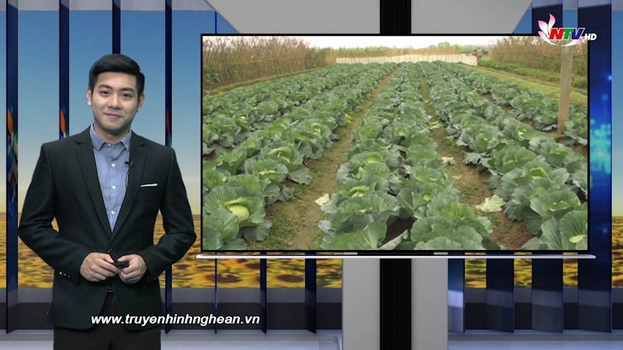 Nghệ An ngày mới - 06/01/2019