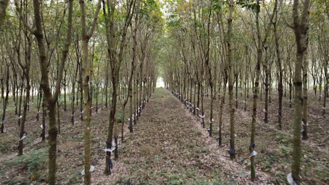 Mùa Xuân trên những vườn cao su ở Miền tây Nghệ An