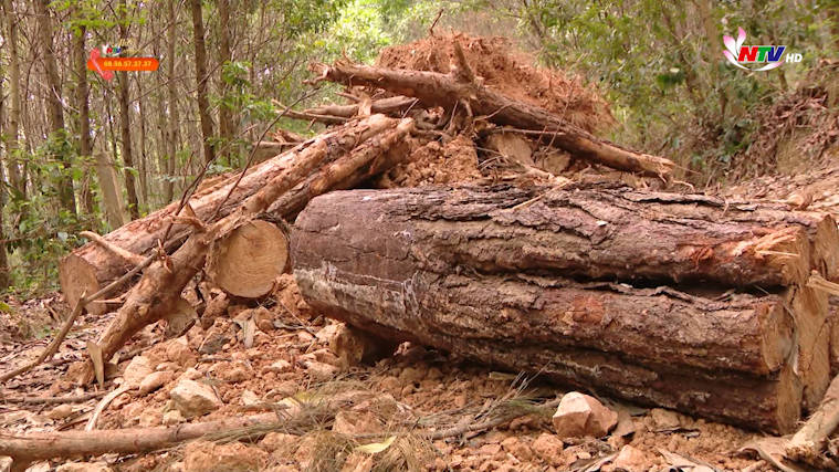 Cần điều tra làm rõ tình trạng phá rừng thông ở Quỳnh Tân, Quỳnh Lưu