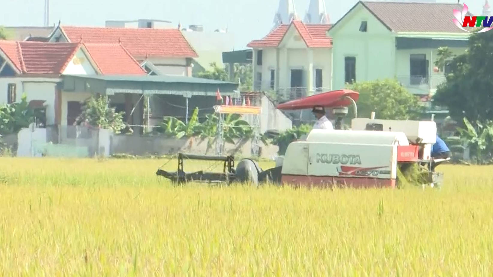 Một số giải pháp hỗ trợ nông dân thu hoạch lúa hè thu