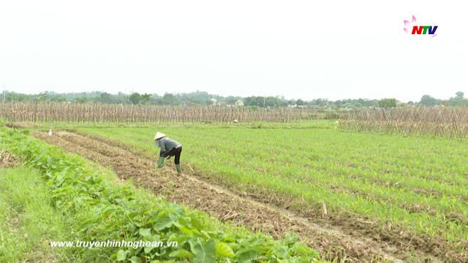 Khai thác hiệu quả nguồn lao động tại chỗ trong sản xuất vụ Đông