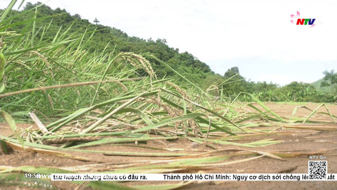 Kỳ Sơn: Nhiều diện tích lúa thiệt hại do mưa lũ