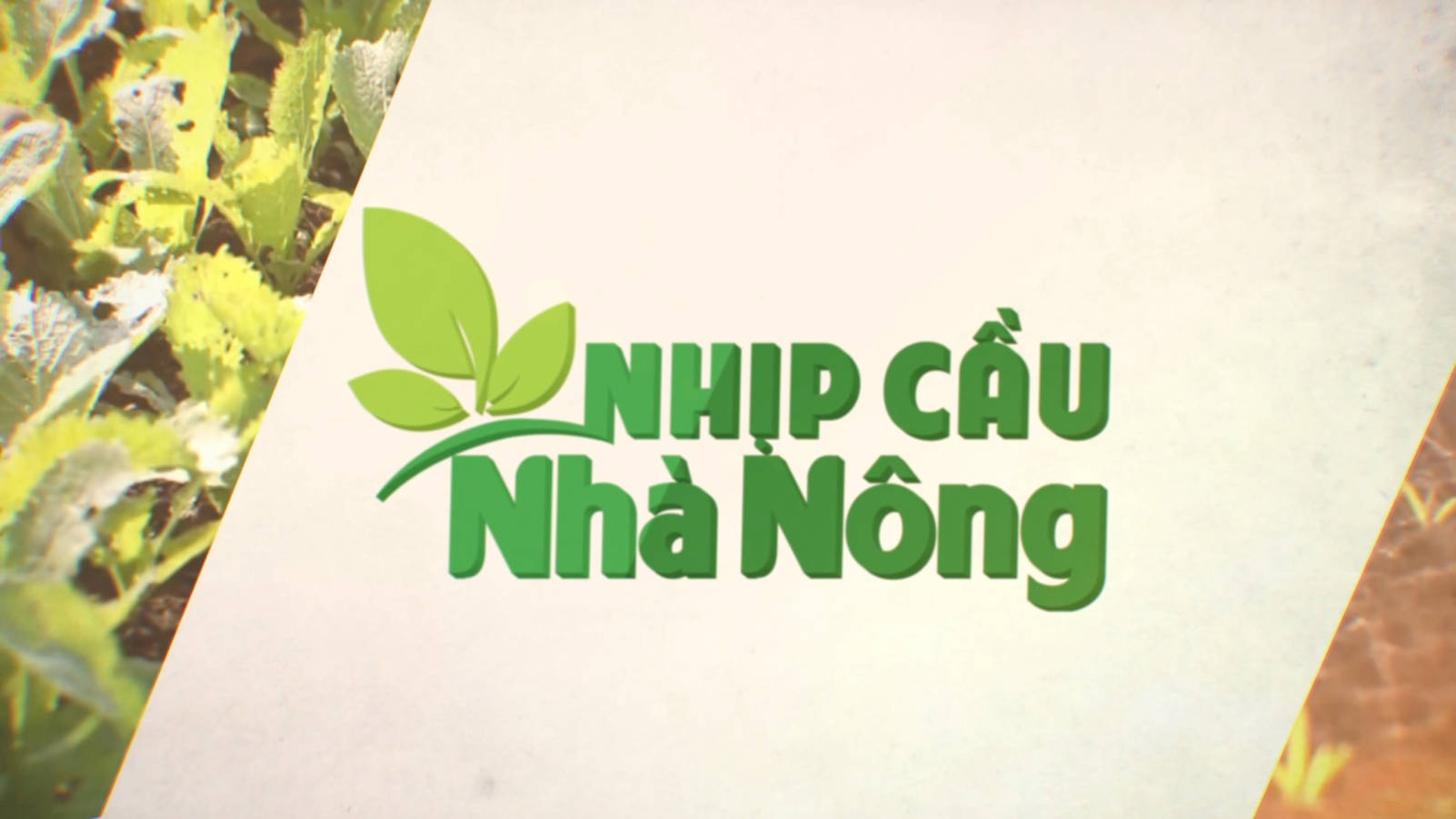 Nhịp cầu nhà nông: Kỹ thuật trồng, chăm sóc cây dứa nguyên liệu