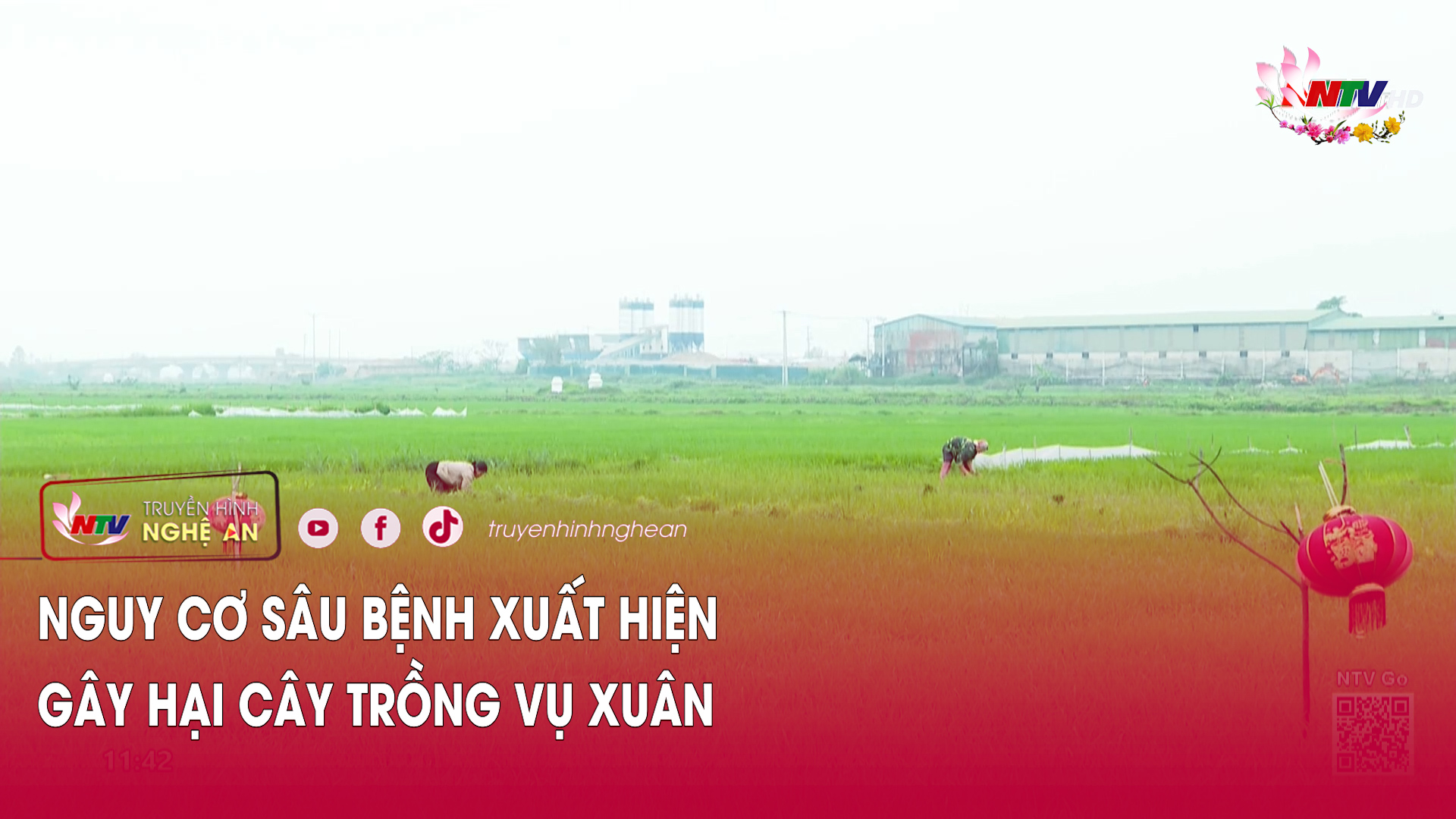 Nguy cơ sâu bệnh xuất hiện gây hại cây trồng vụ xuân