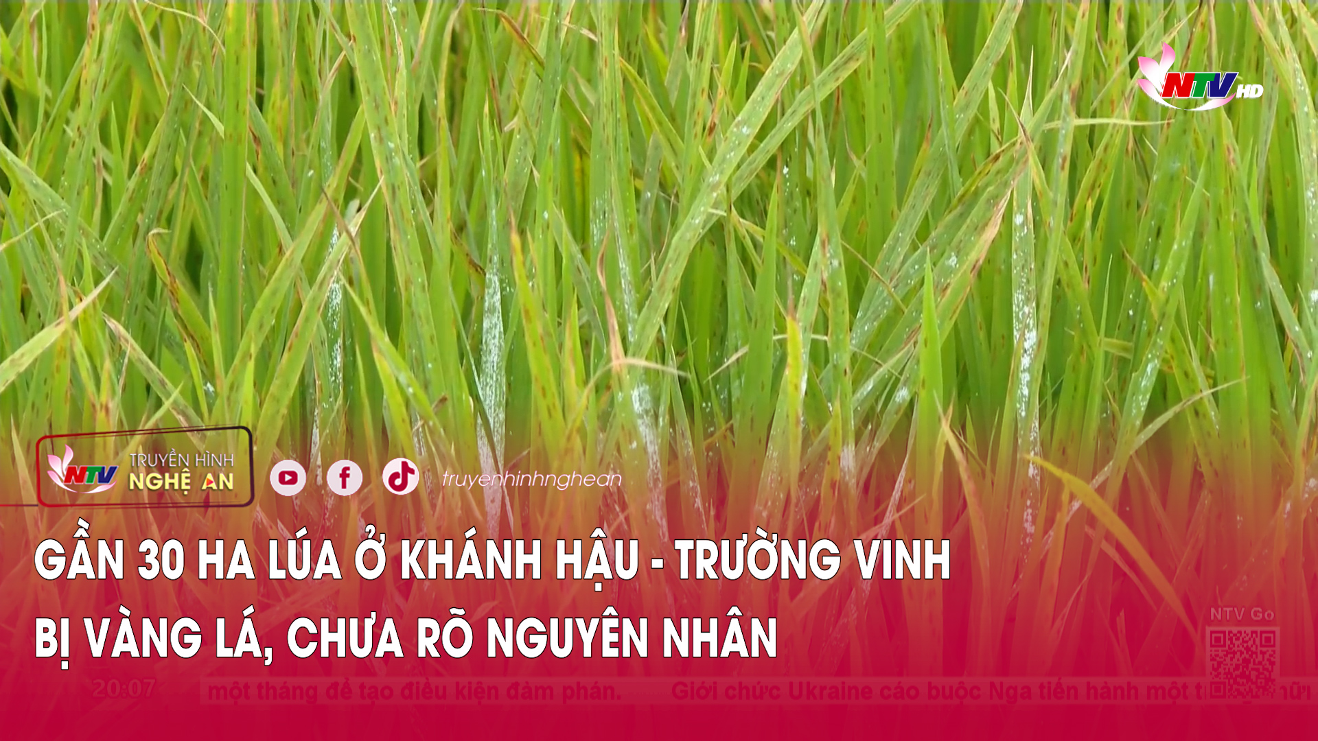 Gần 30 ha lúa ở Khánh Hậu - Trường Vinh bị vàng lá, chưa rõ nguyên nhân