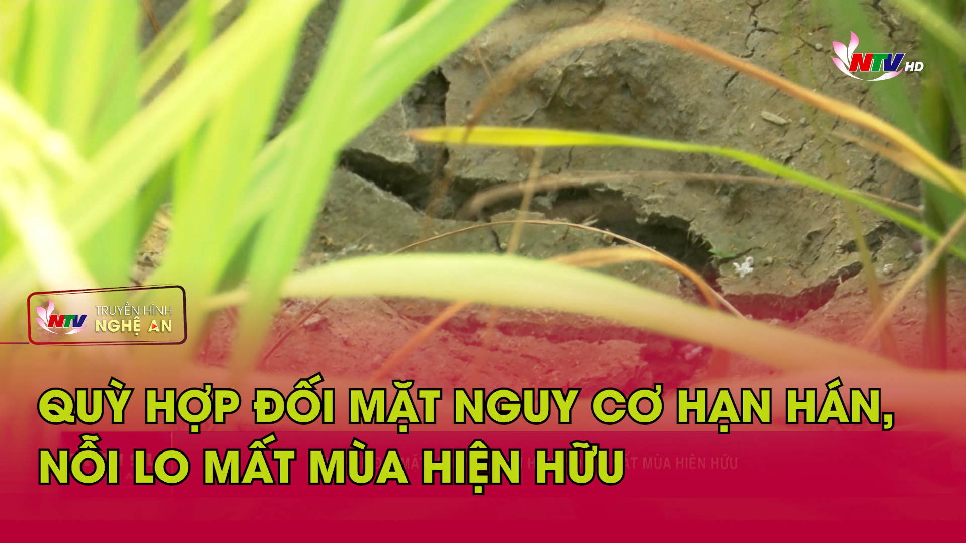 Quỳ Hợp đối mặt nguy cơ hạn hán, nỗi lo mất mùa hiện hữu