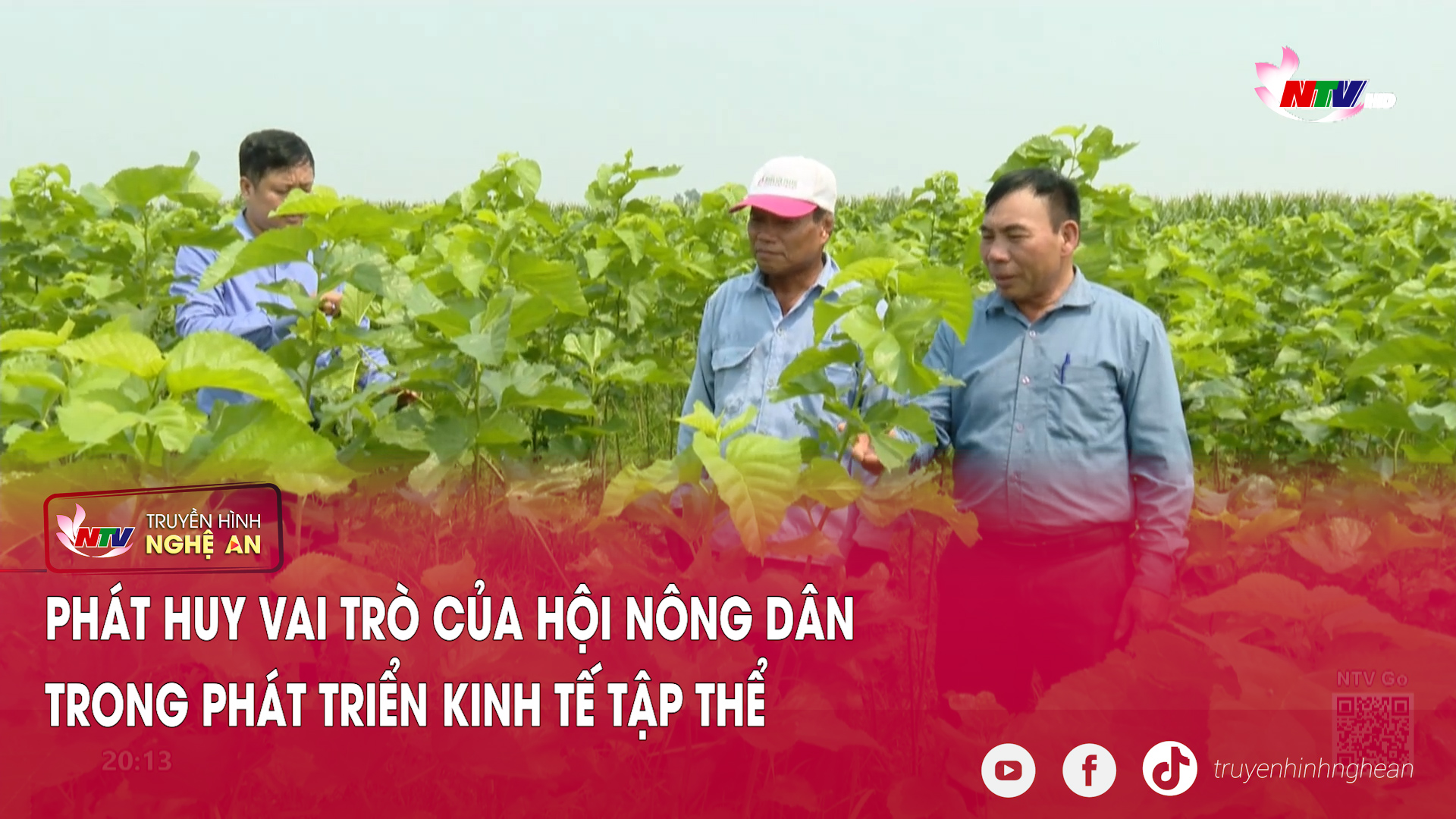 Phát huy vai trò của Hội Nông dân trong phát triển kinh tế tập thể