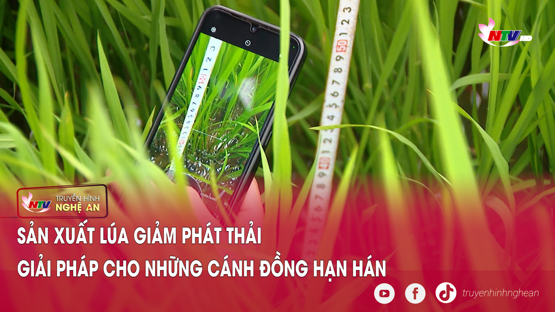 Sản xuất lúa giảm phát thải - Giải pháp cho những cánh đồng hạn hán