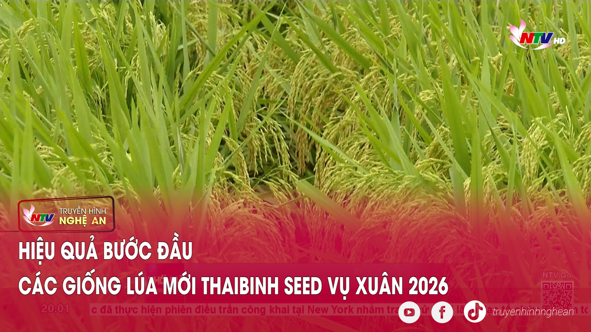 Hiệu quả bước đầu các giống lúa mới ThaiBinh Seed vụ Xuân 2026