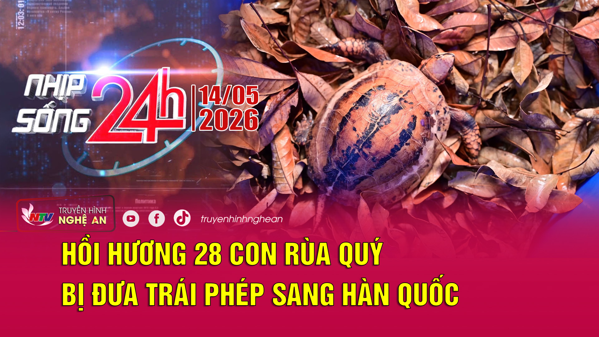 Bản tin Nhịp sống 24h - 14/05/2026: Hồi hương 28 con rùa quý bị đưa trái phép sang Hàn Quốc