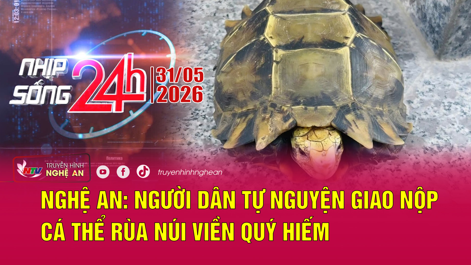 Bản tin Nhịp sống 24h - 31/05/2026: Người dân tự nguyện giao nộp cá thể rùa núi viền quý hiếm