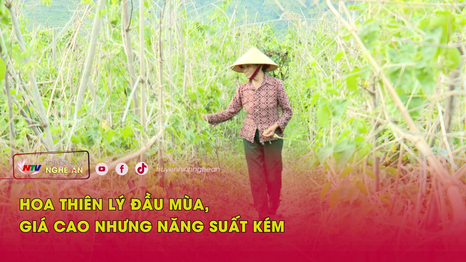 Hoa thiên lý đầu mùa, giá cao nhưng năng suất kém
