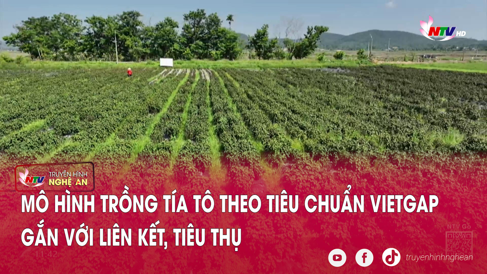 Mô hình trồng tía tô theo tiêu chuẩn VietGAP gắn với liên kết, tiêu thụ