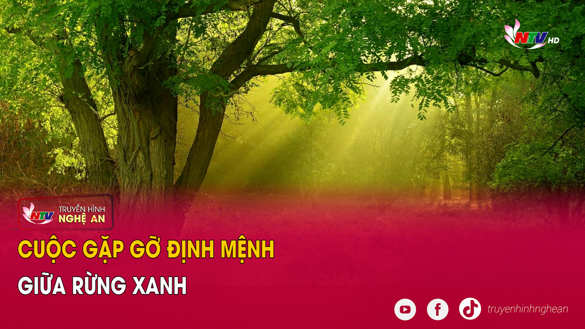 Cuộc gặp gỡ định mệnh giữa rừng xanh
