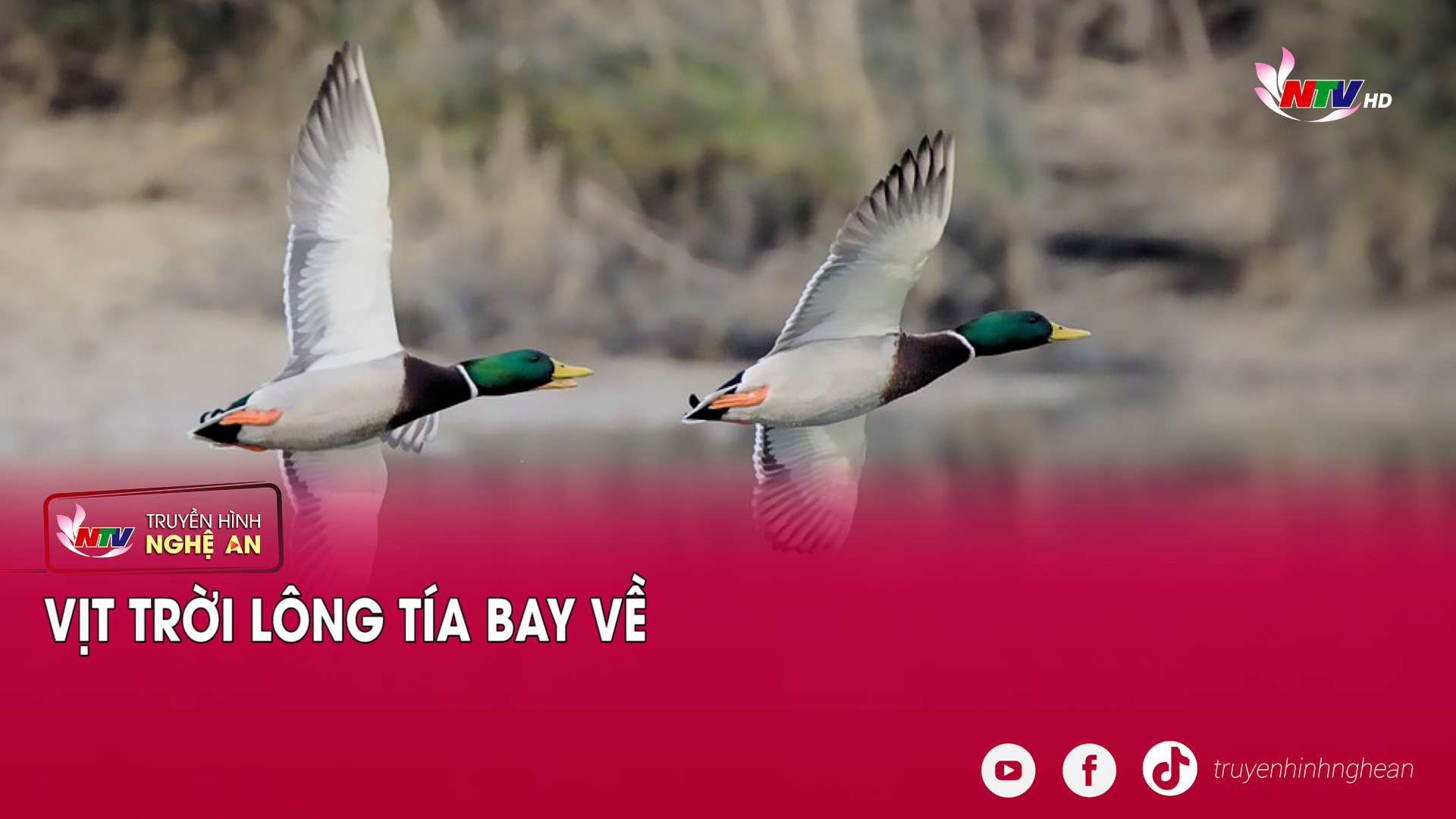 Vịt trời lông tía bay về