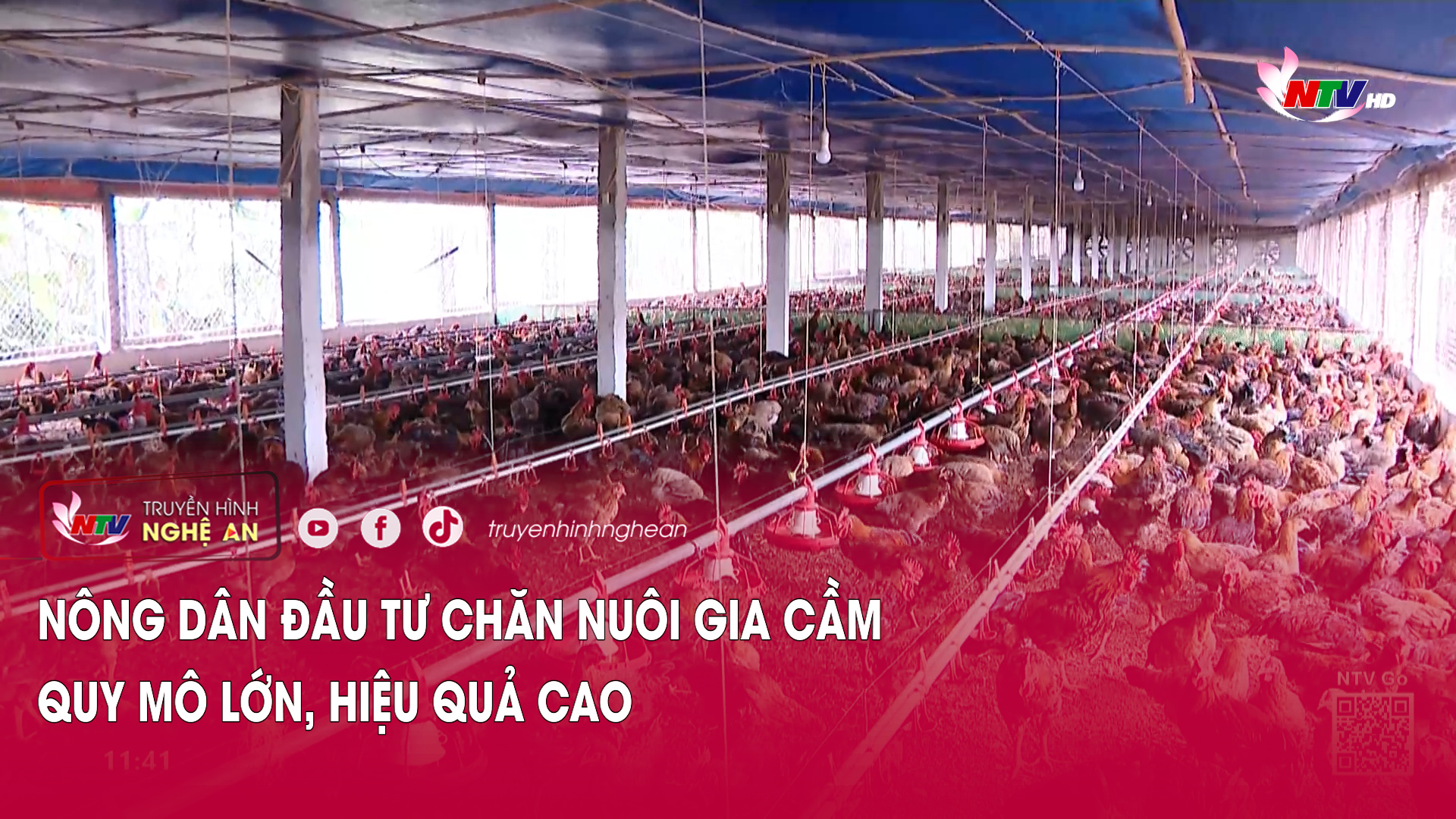 Nông dân đầu tư chăn nuôi gia cầm quy mô lớn, hiệu quả cao