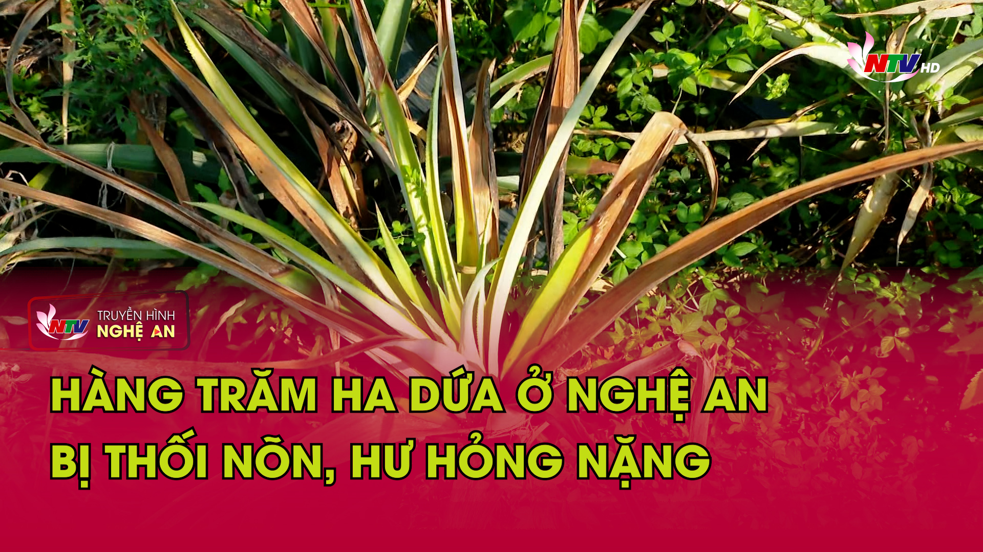 Hàng trăm ha dứa ở Nghệ An bị thối nõn, hư hỏng nặng