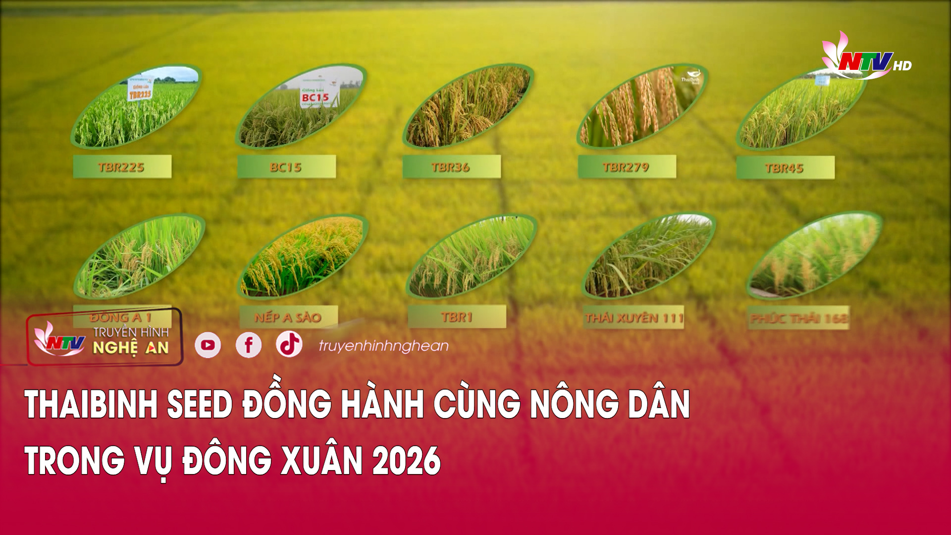 ThaiBinh Seed đồng hành cùng nông dân trong vụ Đông Xuân 2026