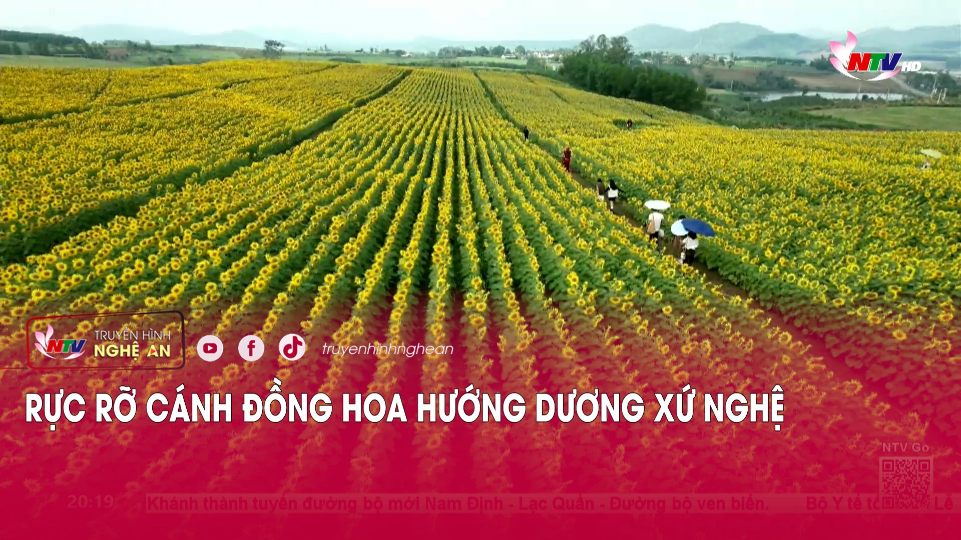 Rực rỡ cánh đồng hoa hướng dương xứ Nghệ