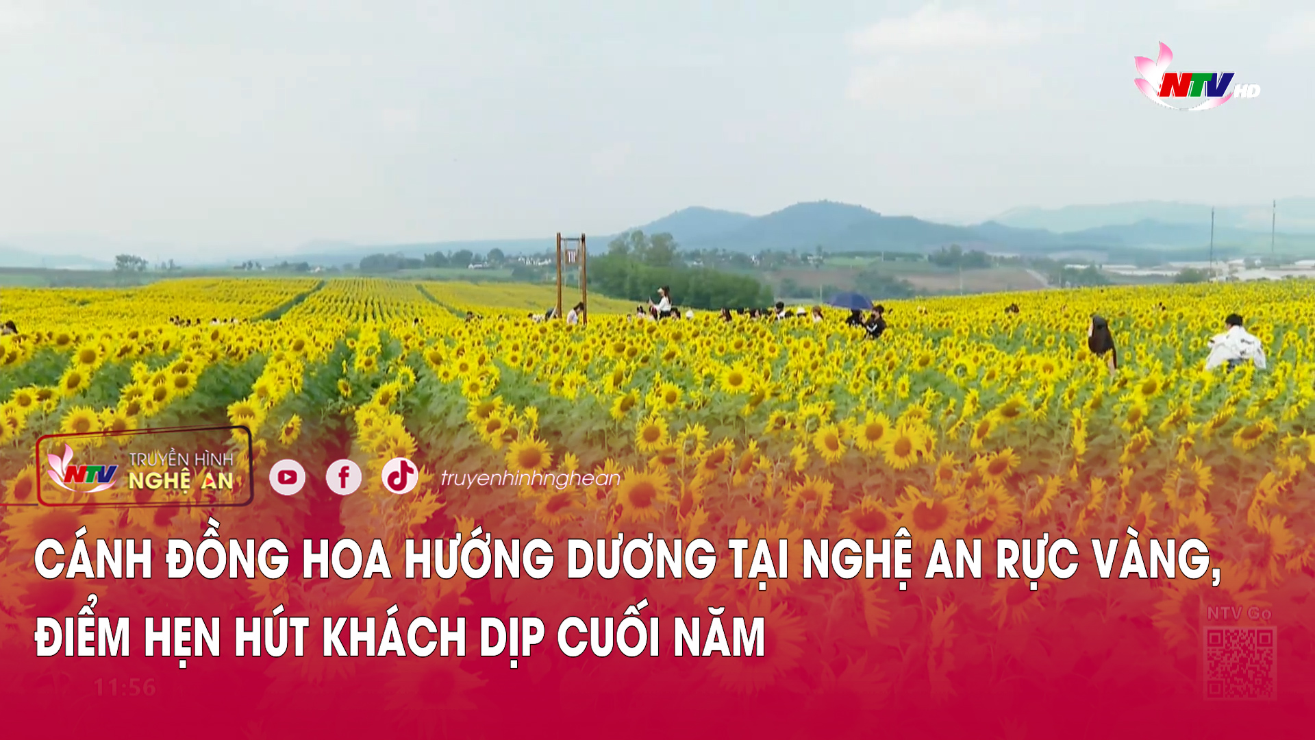 Cánh đồng hoa hướng dương tại Nghệ An rực vàng, điểm hẹn hút khách dịp cuối năm